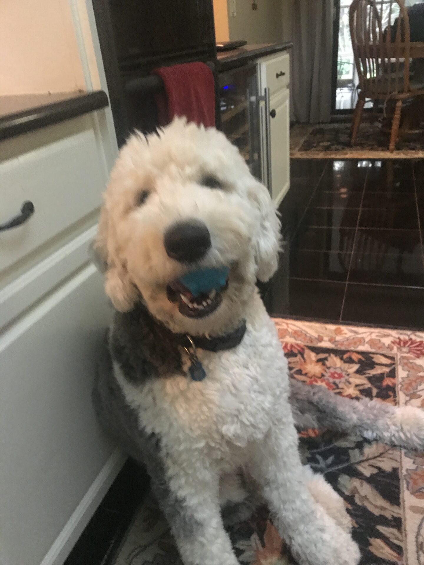 A curly-haired dog playfully chewing a blue toy