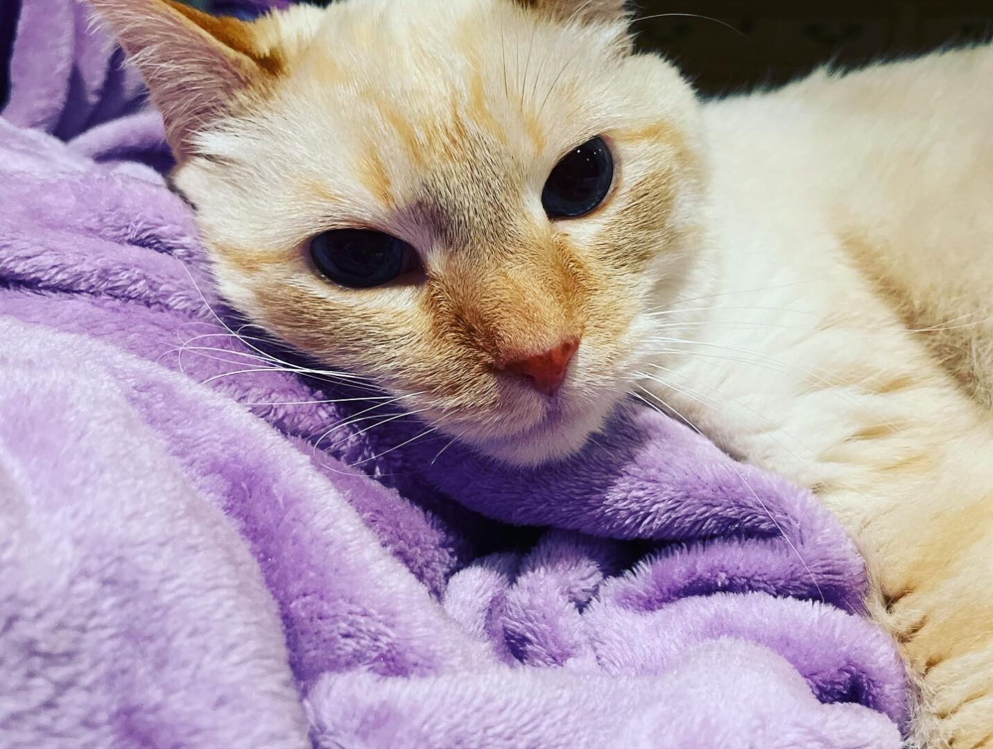 A cat lying on a purple blanket