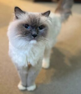 A white cat with dark brown features