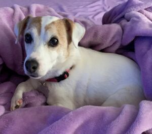 A dog on a purple blanket