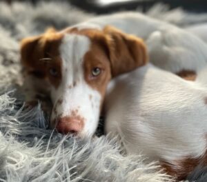 A brown and white dog