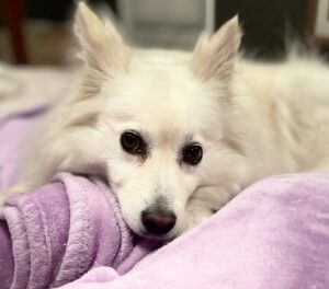 A white dog lying down on a purple bed