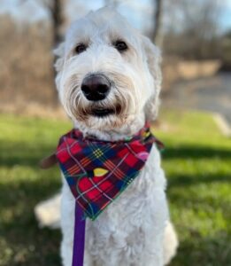 A white dog with a handkerchief