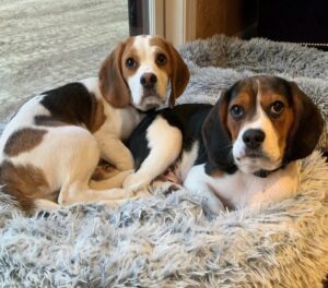 Two beagle dogs lying on a bed