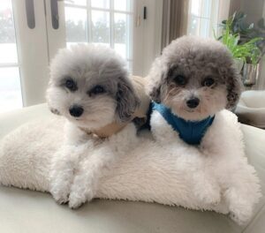 Two curly-haired grey and white dogs