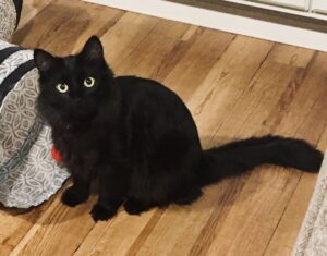 A black color cat with golden eyes sitting on floor