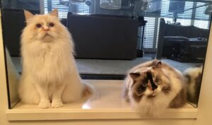 Two white color cats sitting on a table