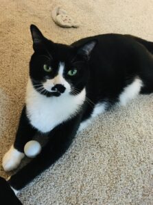 A black and white color cat sitting on the floor