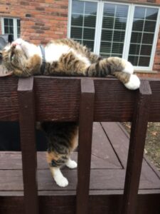 A brown color cat lying on a wooden table